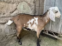 Ешкі, Nubian Goat — 3-сурет