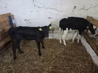 Kuh, Russian Black pied cattle — Foto 1