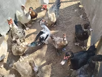Ducks — 1-rasm