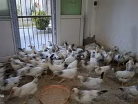 Chickens — الصورة 4