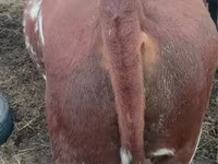 Toro, Hereford — foto 4