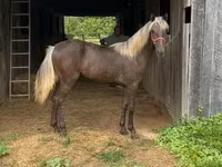Кобила, Rocky Mountain Horse — фото 8