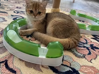 Brittish golden shinshilla ny11 dishi 10 ayliq — फ़ोटो 3