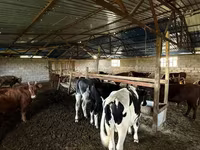 Bulle, Simmental cattle — Foto 6