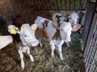 İnək, Simmental cattle — foto 1