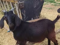 Ziegenbock, Saanen goat — Foto 1