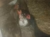 Ducks — foto 2