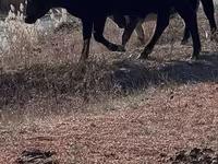 Toro, Vaca kazaja de cabeza blanca — foto 5