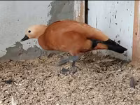 Ducks — Foto 1
