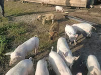 Schweine (Partie, Geschlecht nicht angegeben), Крупная белая — Foto 4