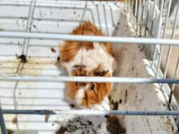 Heyvan: Dekorativ dəniz donuzu (guinea pig) Xüsusiyyətlər: - Rəng — photo 3