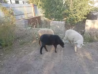 Schaf, Schafe — Foto 1