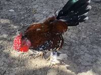 Chickens — foto 1