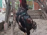 Chickens — फ़ोटो 4
