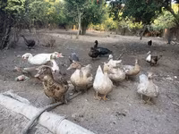 Ducks — फ़ोटो 2