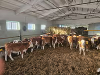 Bulle, Simmental cattle — Foto 4