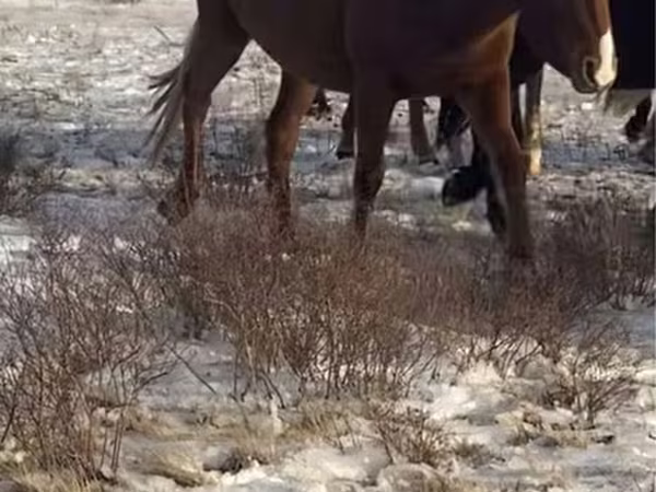 Toychoq, Horse breed