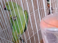 Qəfəslə erkəy 200 azn vatsap əlaqə Nimfa (Cockatiel) tutuquşu və qəfəs — الصورة 2
