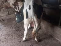 ثور, Russian Black pied cattle — الصورة 1