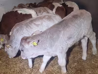 ثور, Simmental cattle — الصورة 2