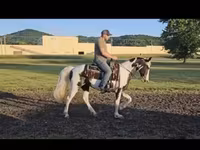 Stute, Pinto horses — Foto 3