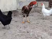 Chickens — Foto 4