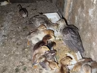 Chickens — 1-rasm