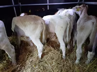 Buğa, Simmental cattle — foto 6