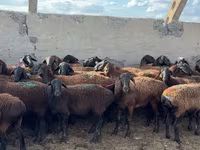 Qoʻchqor, Hissar sheep — 3-rasm