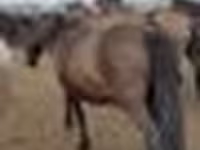 母马, Horses — 照片 8