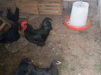 Australorp — foto 2