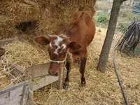 Toro, Ganado vacuno — foto 4