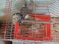 Nimfa (Cockatiel) cütü və qəfəs dəsti - Növ: Nimfa tutuquşusu — الصورة 2