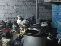 Chickens — photo 2