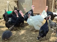 أبيض عريض الصدر — الصورة 1
