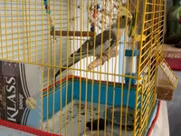 Nimfa (cockatiel) quşu və qəfəsi dəsti - Növ: Nimfa (koqatil) — foto 1