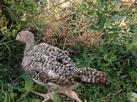 Chickens — Foto 3
