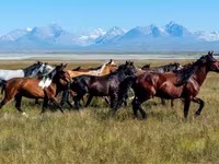 Caballos (lote, sexo no especificado), Horse breed — foto 2