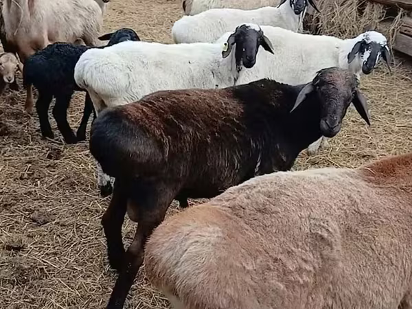 Widder, Arashan sheep
