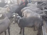 Qoç, Arabi sheep — foto 2