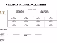 Баран, Лакон овца — фото 5