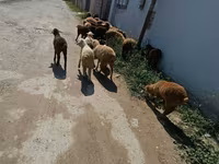 Sheep (batch, sex not specified), Sheep — photo 8