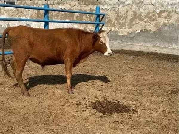 Buğa, Qazaxıstan ağbaş inəyi
