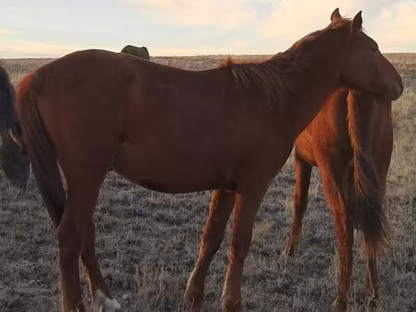 Aygʻir, Kazakh horse