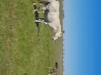 Yegua, Kazakh horse — foto 5