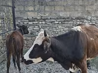 بقرة, Simmental cattle — الصورة 3