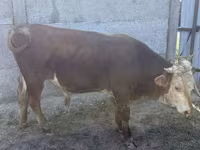 Bulle, Kasachische Weißkopfkuh — Foto 6