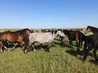 فرس, Kazakh horse — الصورة 4