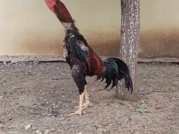 Chickens