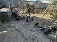 Ducks — 3-сурет